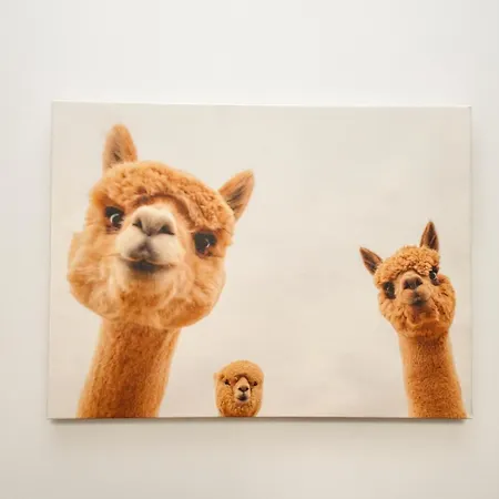 Mmrent Zebra Danzica