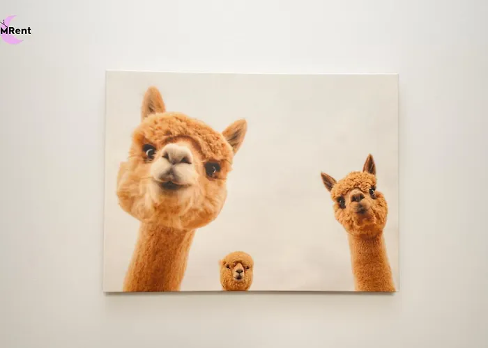 Mmrent Zebra Gdańsk